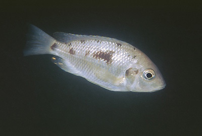 Otopharynx sp. 'heterodon boadzulu' Boadzulu Island